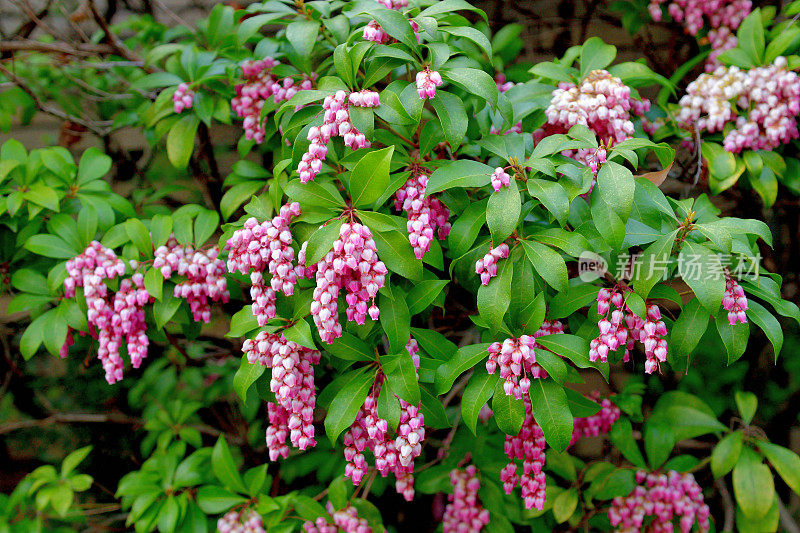 Pieris japonica /日本仙女座菌株/日本Pieris